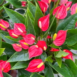 Антуриум Андре MFR