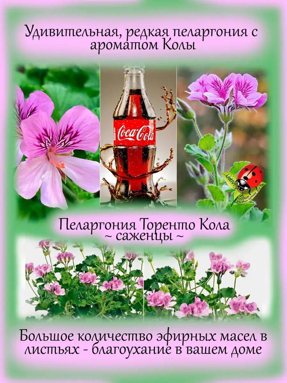 Пеларгония Торенто Кола ароматная с ароматом колы