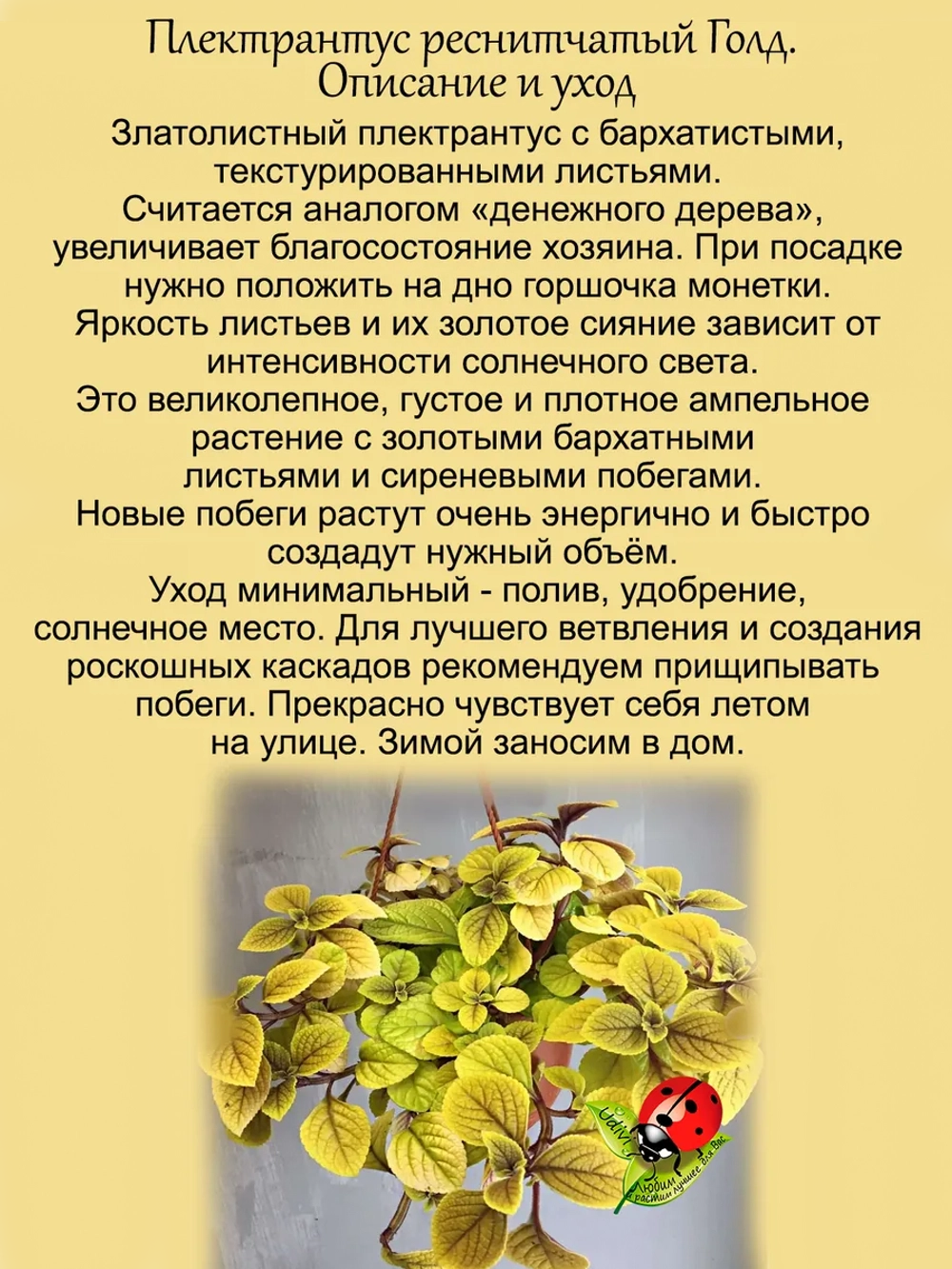 Плектрантус Голд реснитчатый золотой