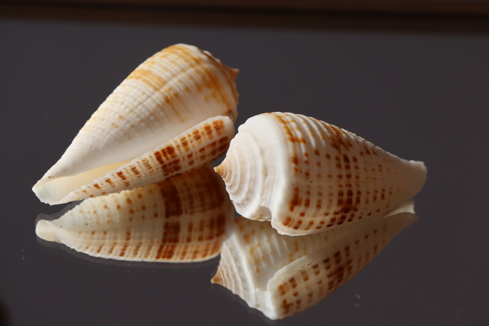 Ракушка конус ролани (Conus rolani)