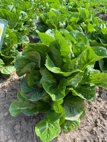 Квинтус семена салата ромэн (Rijk Zwaan /ALEXAGRO) культура – фото 9