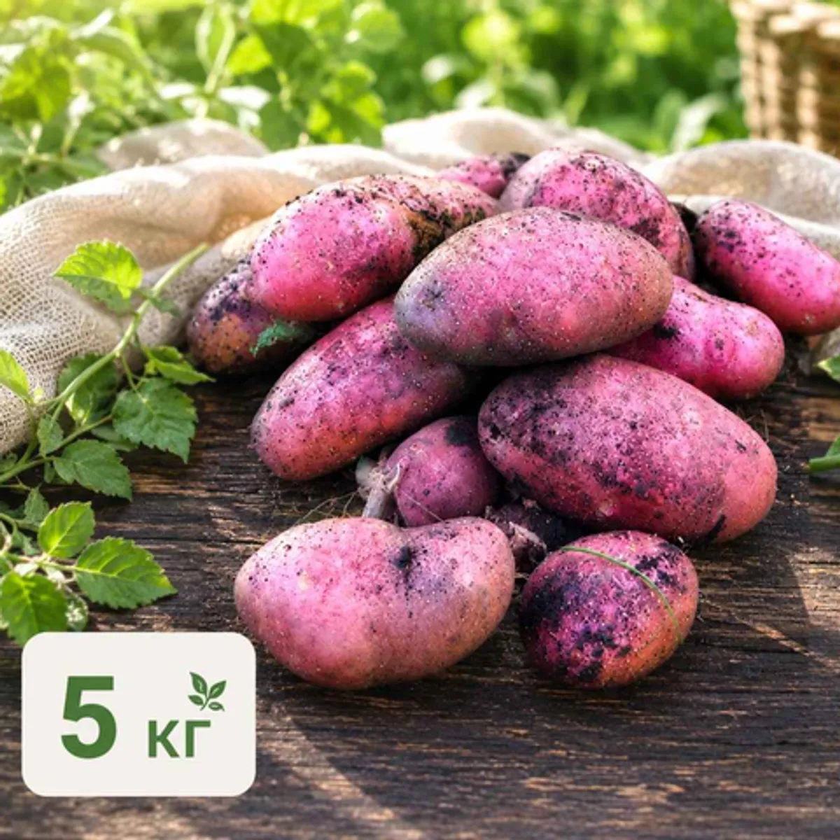 Фотография Картофель красный «Ред Скарлет» / 5 кг купить в магазине Афлора