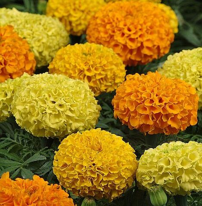 Бархатцы Тайшан Tagetes Taishan Mix