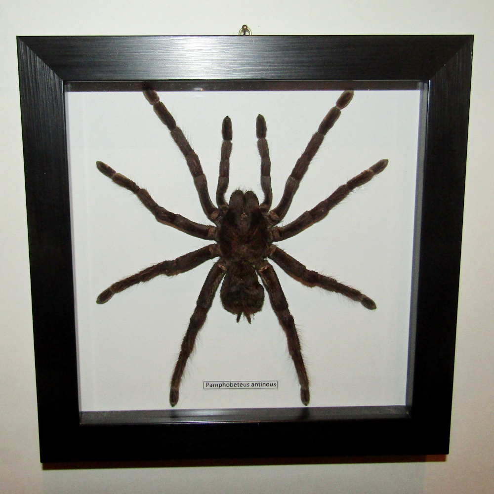 Паук-Птицеяд Pamphobeteus antinous самка