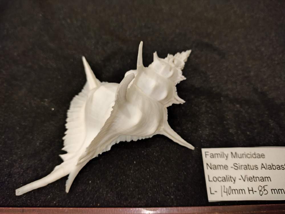 Сиратус "Алебастр" "135-162мм"