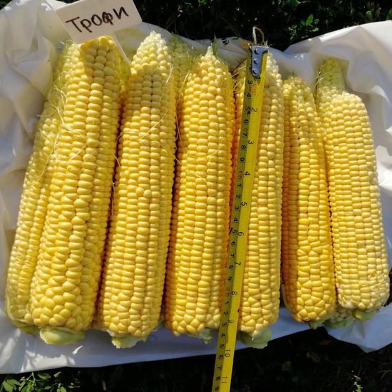 ТРОФИ F1 семена кукурузы (Seminis | Alexagro)