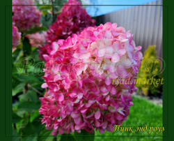 Гортензия метельчатая Пинк энд Роуз- Розовый и Роза (Hydrangea paniculata `Pink and Rose`)