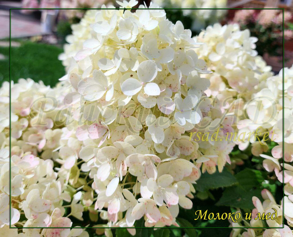 Гортензия метельчатая Милк энд Хани- Молоко и Мёд (Hydrangea paniculata `Milk and Honey`)