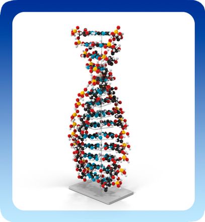 Модели ДНК и РНК