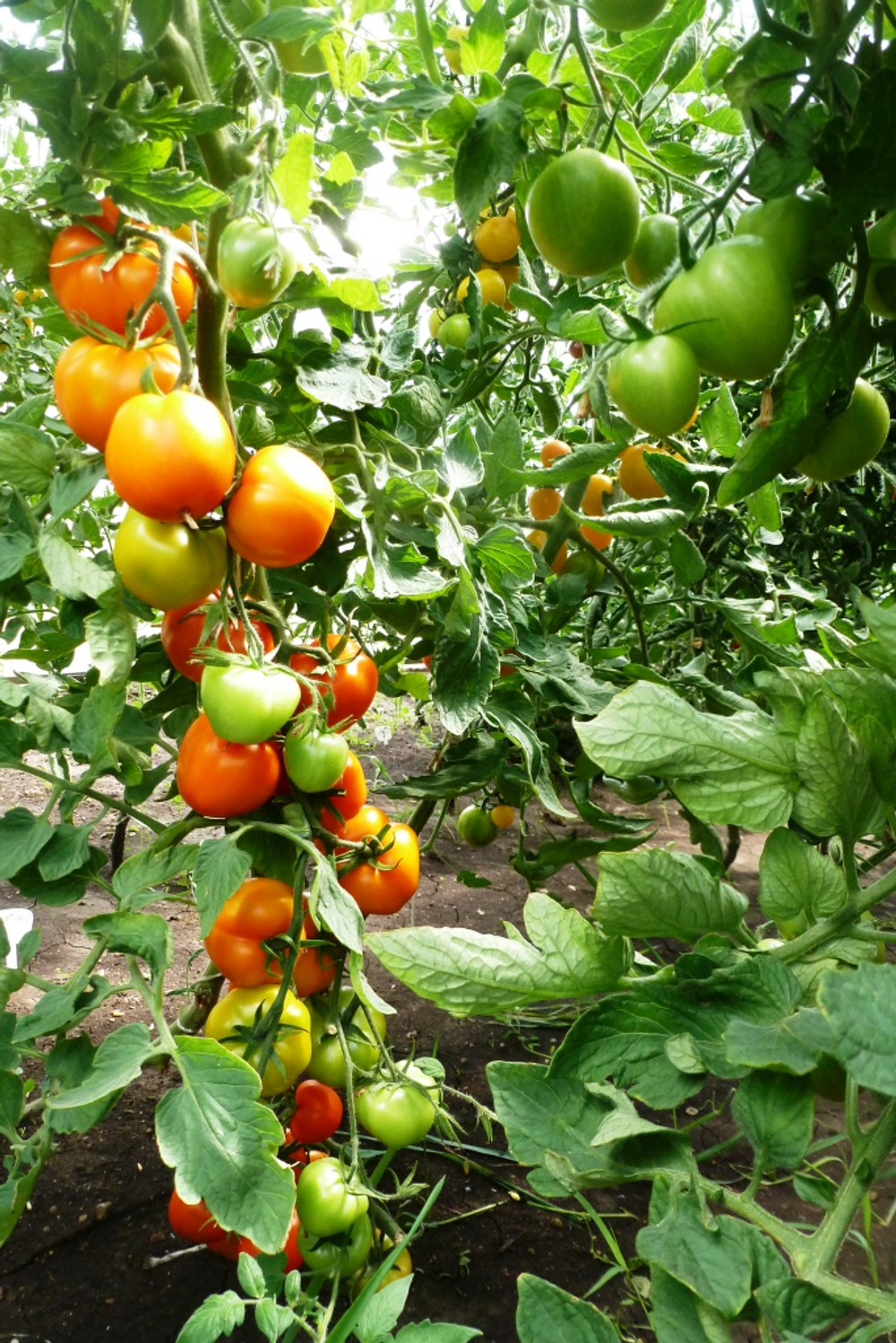 Помидоры - Zlatava - Златава