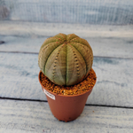 Euphoria Obesa (Эуфорбия)