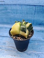 Astrophytum Myriostigma variagate (Астрофитум вариегатный)