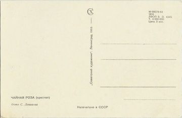 Открытка (почтовое вложение) "Чайная роза". Ленинград 1965 г