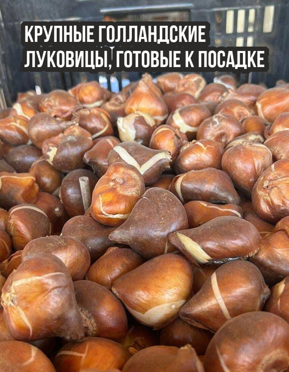 Тюльпан Луковица, Пурпл Прайд, 5 шт крупные