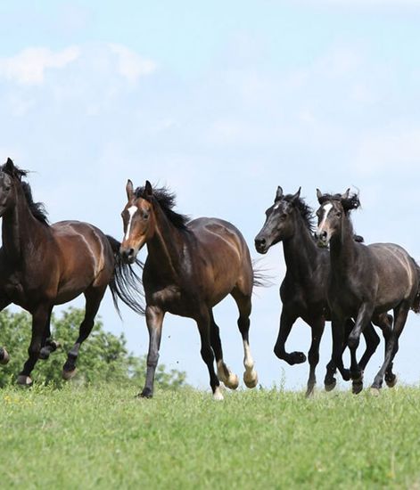 ОСЛО нежно-голубой, дизайнерский ароматизатор для автомобиля Oslo Vinner, Vinove