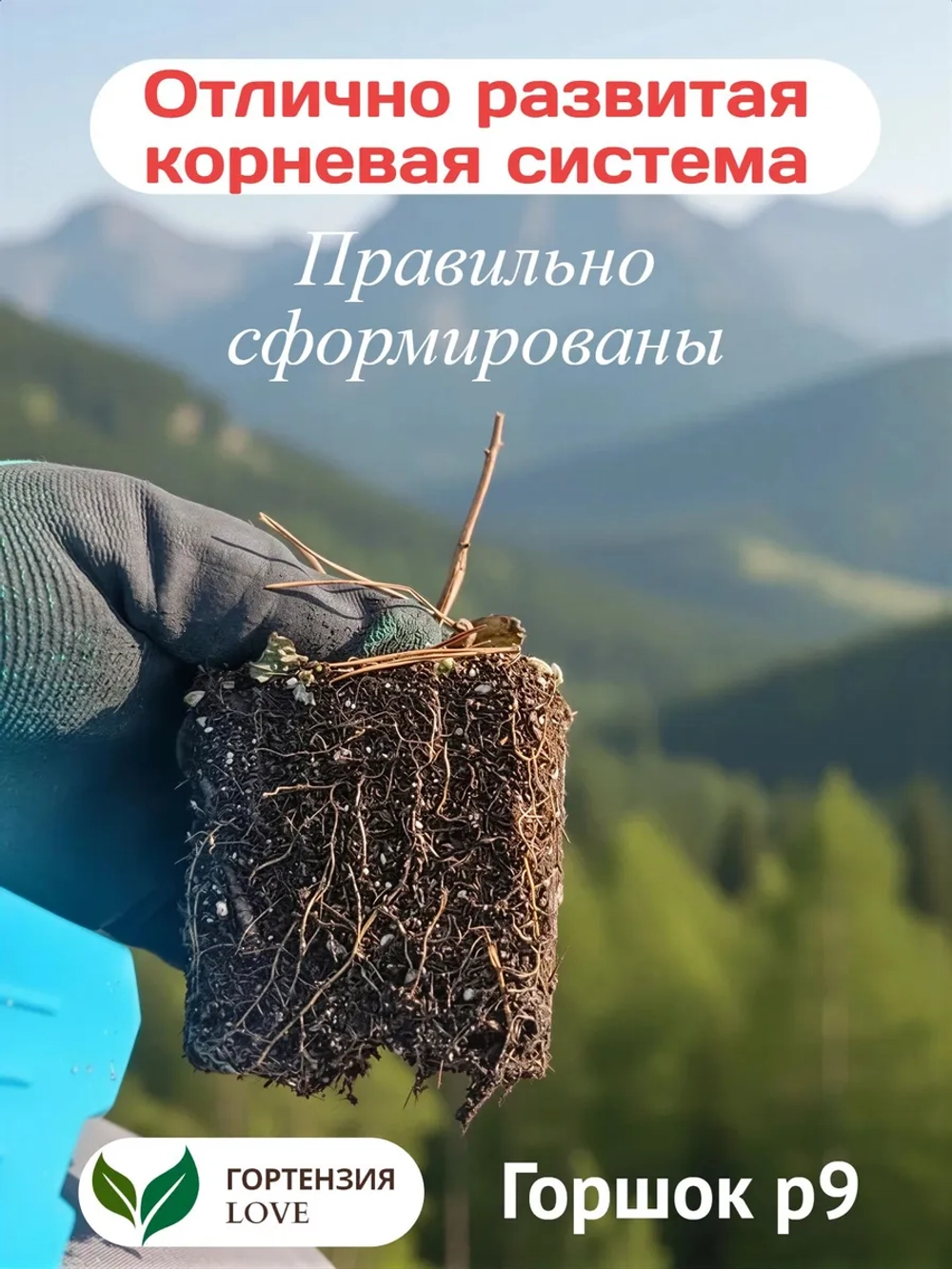 Пантера гортензия метельчатая