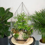 Флорариум бонсай Японский вяз Фаберже