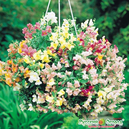 Антирринум ампельный Лампион 5 шт НК