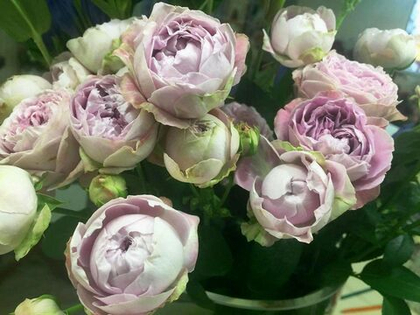 Роза Сильвер Лейс