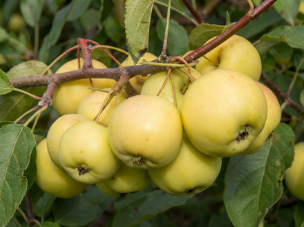 Саженец яблони «Юнга» (Алтайский Белый Налив, Летняя, Компактная)