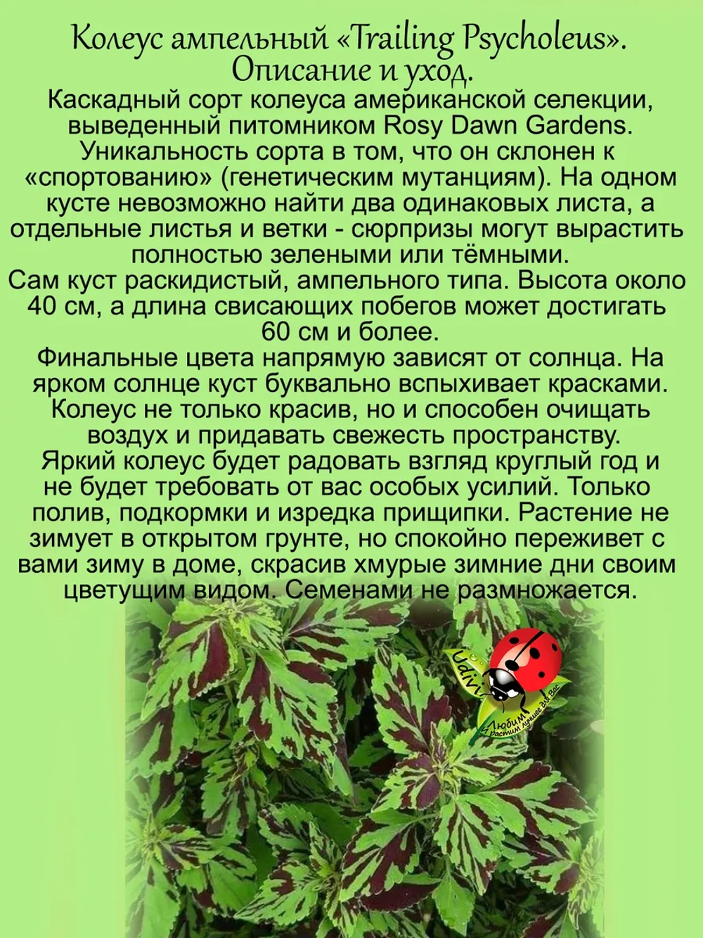 Колеус ампельный Мания преследования Трайлинг Психолеус