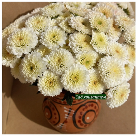 Хризантема кустовая Calimero white ☘🌻 к.23    (отгрузка  Сентябрь)