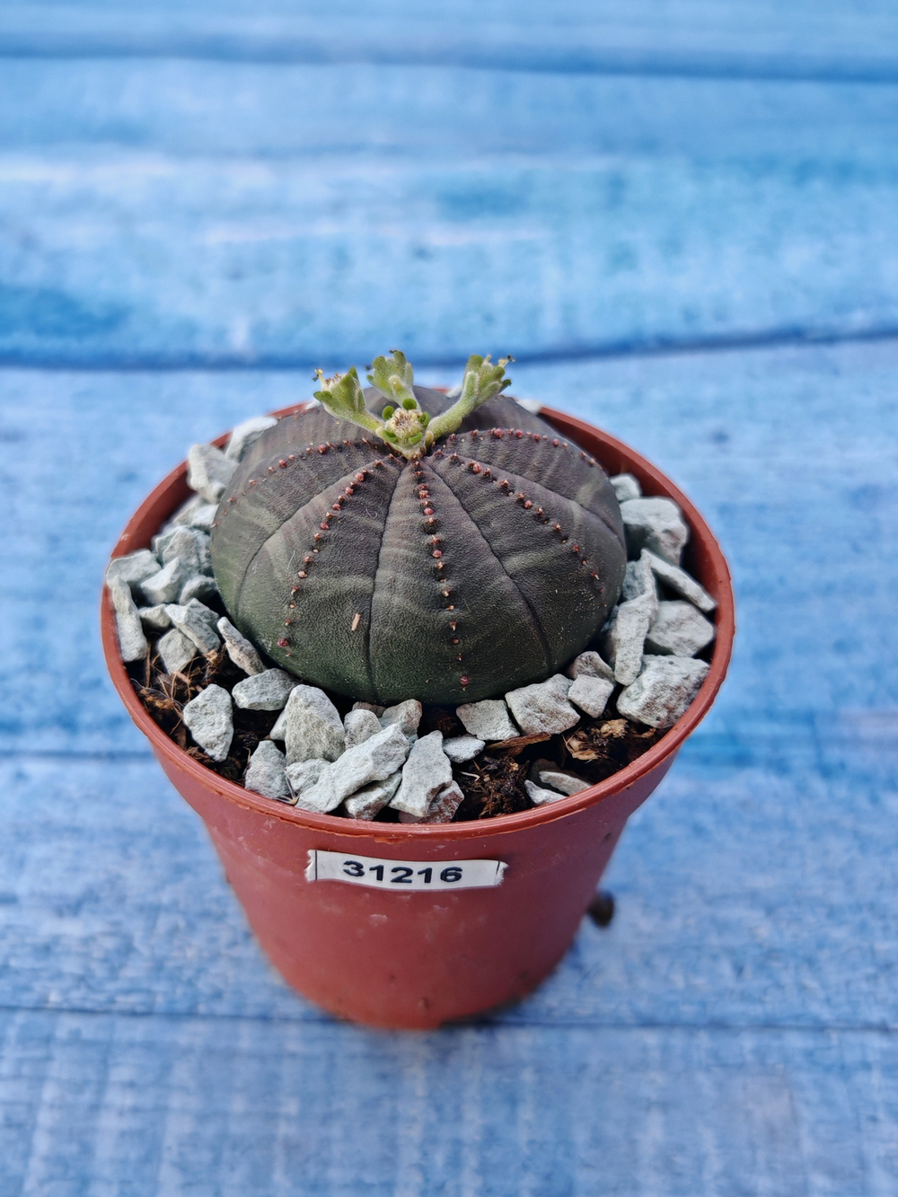 Суккулент Euphorbia Obesa (Эуфорбия)