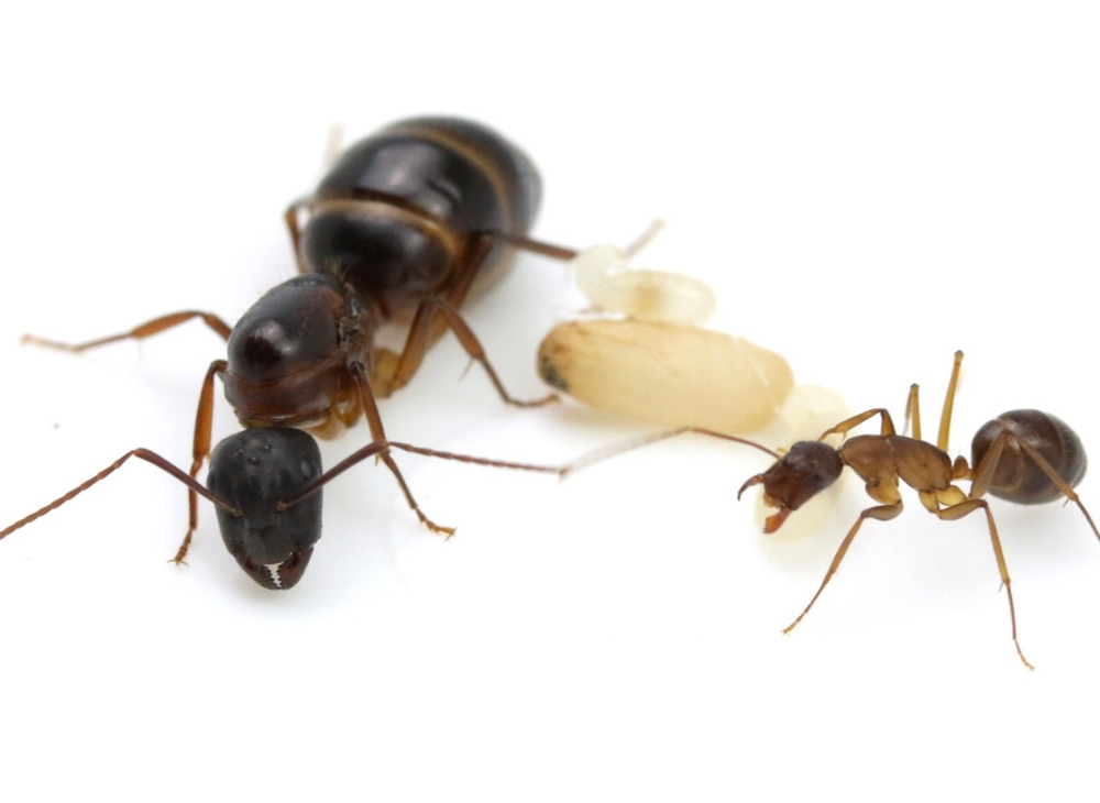 Муравьи Camponotus pilicornis