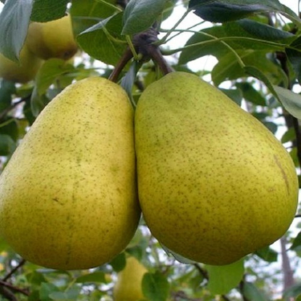 Груша летняя Сказочная