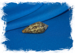 Морская раковина Конус гибридус, Conus hybridus