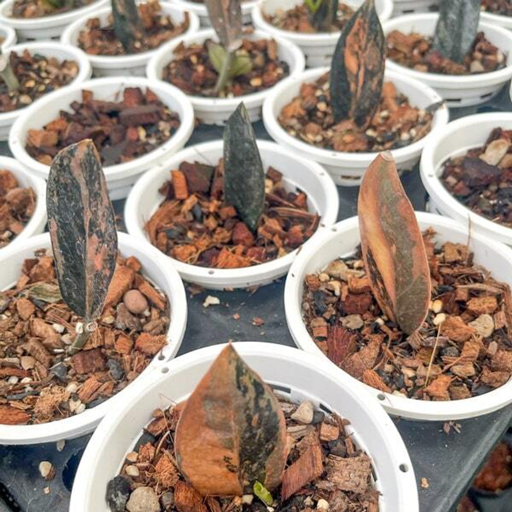 Замиокулькас BLACK VAR 1 leaf