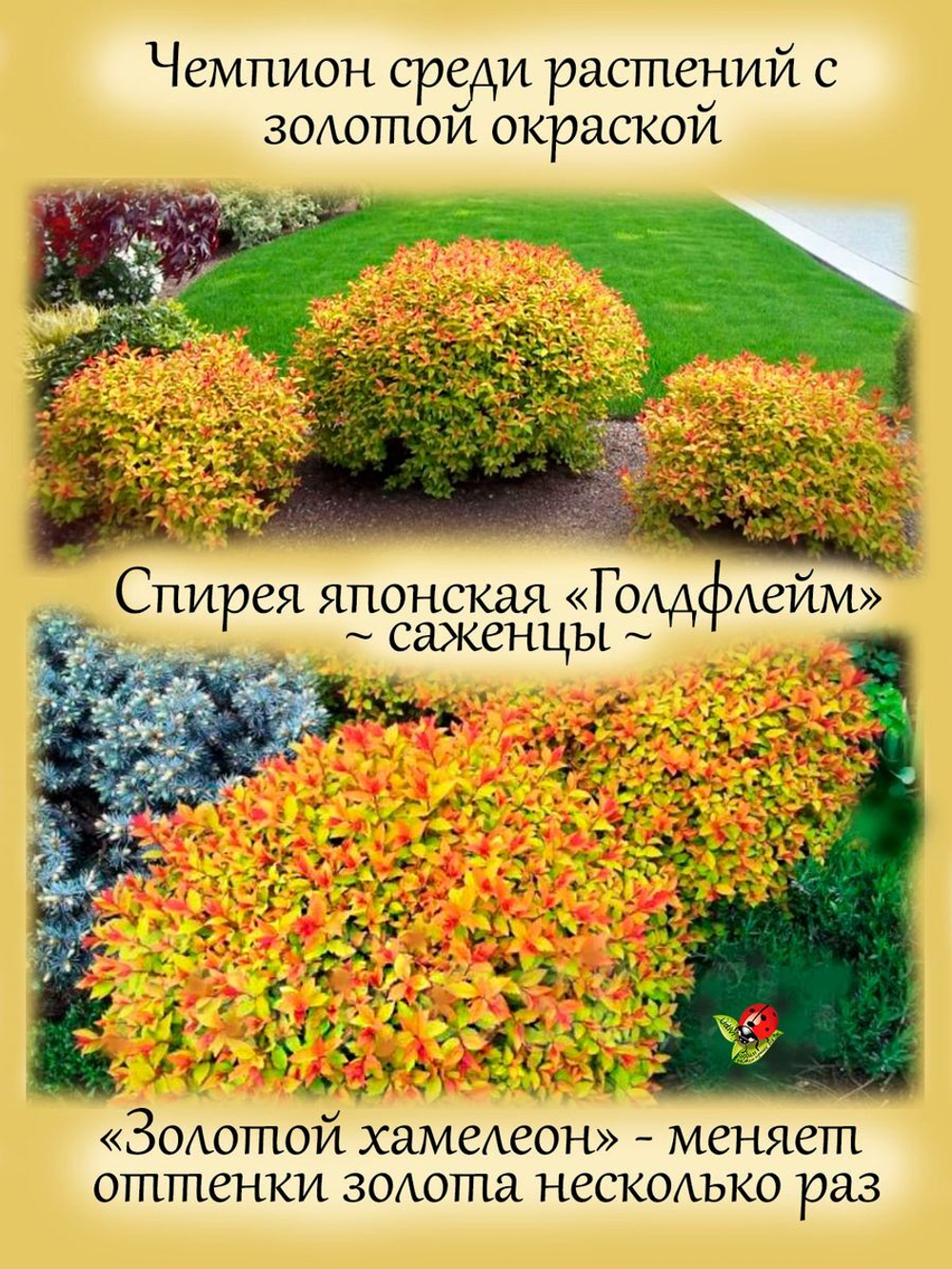 Спирея японская Голдфлейм золотая