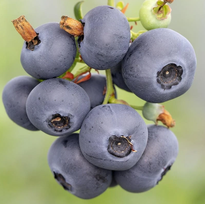 Голубика Нортблю