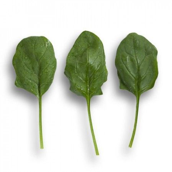 Боа F1 семена шпината (Rijk Zwaan / Райк Цваан) продукт – фото 2