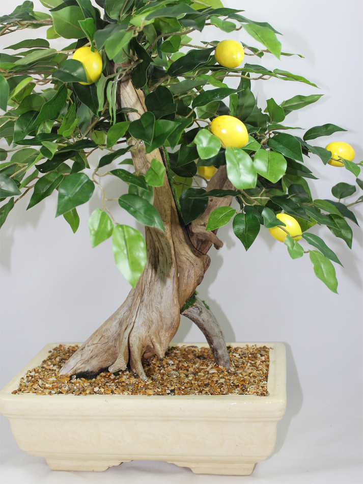 Бонсай Лимон 60см в кашпо