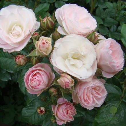 Роза шраб Букет Парфе С6