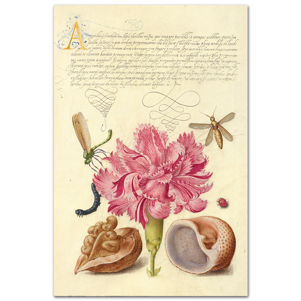 Гвоздика, грецкий орех и морской моллюск