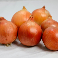 Кремень семена лука репчатого (Гавриш)