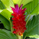 Куркума RED (Н123)