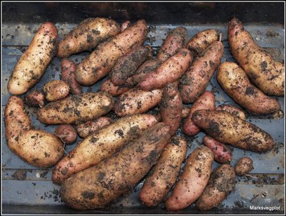 Дикий картофель Розовое Еловое Яблоко (Pink Fir Apple Potatoes), 10 клубней