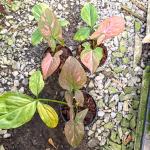 Сингониум PINK SPLASH FAT LEAVES