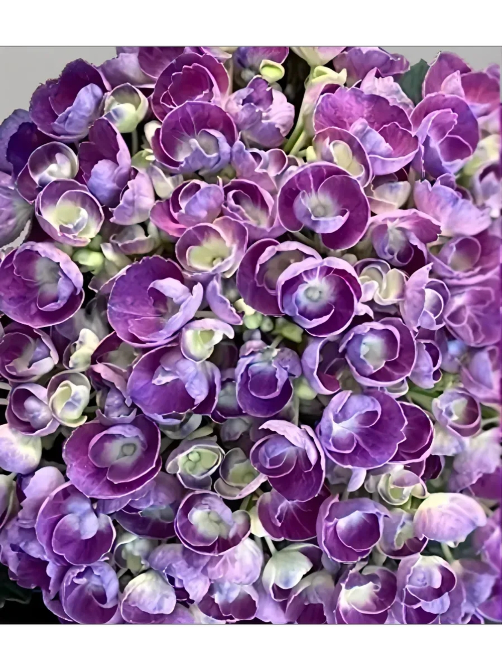 Bric a Brac Lilas (Брик-А-Брэк Лилас) (фиолетовый)