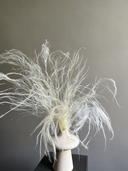 Аспарагус стабилированный шпренгера белый