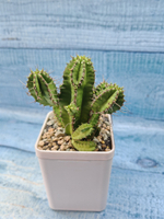 Euphorbia Fruticosa (Эуфорбия)