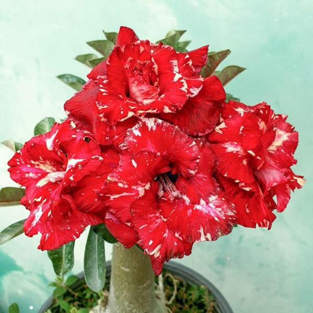 Адениум обесум 315 Hồng Lâu Mộng (X50)