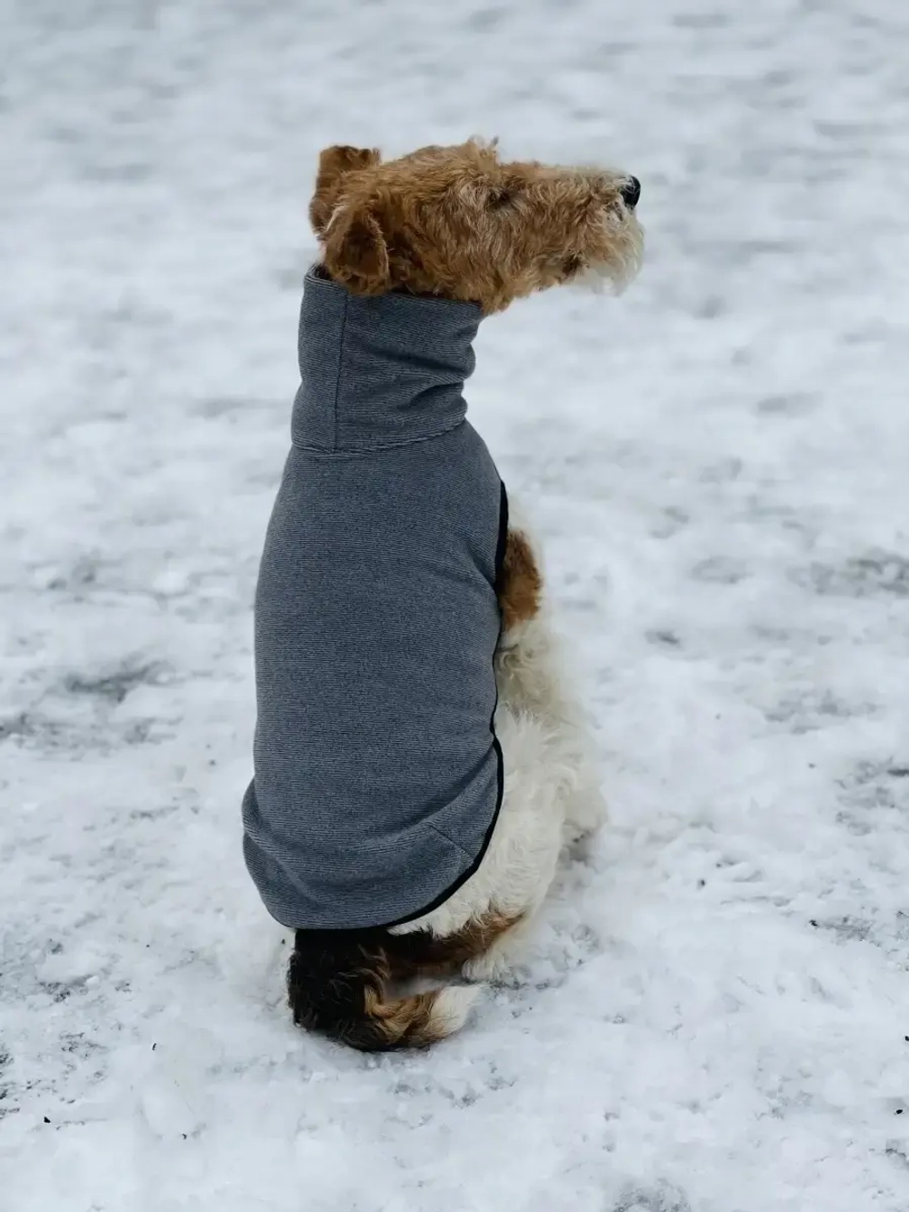 Свитер для собак одежда для басенжди