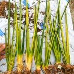 Сансевиерия ERYTHRAEAE