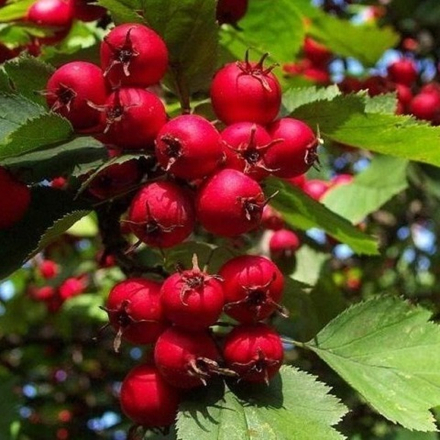 Боярышник кроваво-красный