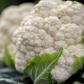 Капуста цветная Фридом F1 100 (семян)