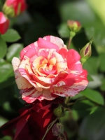 Роза флорибунда Токаде